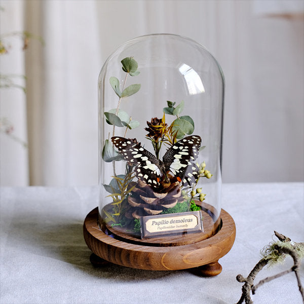 Botanical Butterfly Specimen Decor - Elegant Glass Dome - Home or Office Display