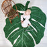 Monstera Leaf Rug - Adds Botanical Charm - Vivid Green Leaf