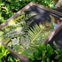 Botanical Picture Frame Decor - Preserved Plants with Wooden Frame- Timeless Decor