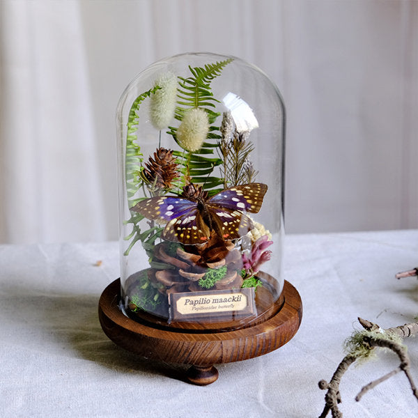 Botanical Butterfly Specimen Decor - Elegant Glass Dome - Home or Office Display