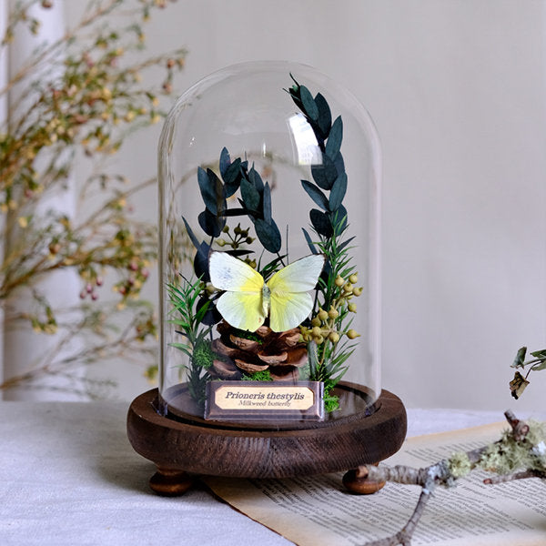 Botanical Butterfly Specimen Decor - Elegant Glass Dome - Home or Office Display