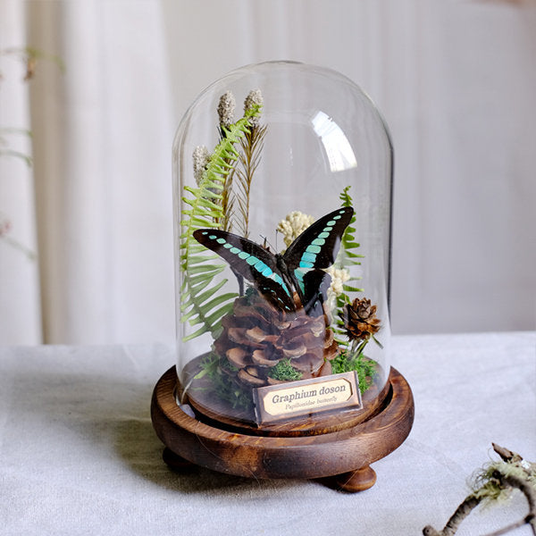 Botanical Butterfly Specimen Decor - Elegant Glass Dome - Home or Office Display