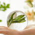 Whiskey Ice Ball Mold - One Press Release - Summer Drink Essential - Food Grade Material - Pink Green Purple
