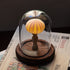DIY Sea-themed Night Light - Handmade Craft Kit - Natural Materials - Perfect Gift Idea - Sea Urchin - Seashell